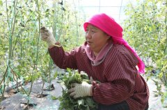 窑村将财产复兴做为推进村落复兴工做的根本和