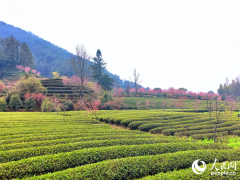 <b>最佳采摘期只要那么两三天</b>